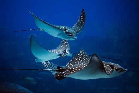 15 Stunning Stingray Facts In The Ocean, Stingray, The Ocean, Swimming, The World, Animals