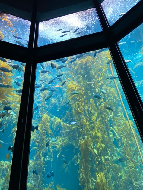 House Aquarium, Monterey Aquarium, Aquarium Aesthetic, Aquarium Pictures, Aquarium Architecture, Fish Ocean, Ocean Aesthetic, Monterey Bay Aquarium, Monterey California