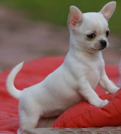 WHITE CHIHUAHUA Yea Cup, Chihuahua Mix Puppies, Chihuahua Breeds, Olde English Bulldogge, Cute Teacup Puppies, White Chihuahua, Chihuahua Puppies For Sale, Jackson Mississippi, Jackson Ms