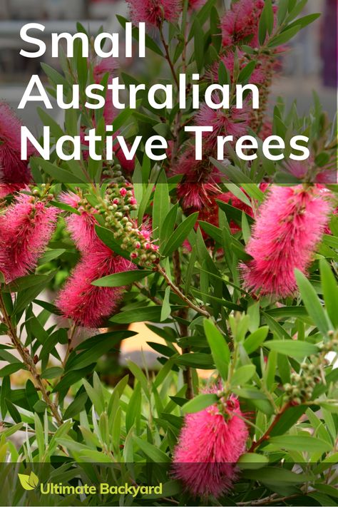 Discover the charm of Australian native small trees with this in-depth guide. This article introduces a variety of native trees like the Banksias and Wattles, ideal for adding a low-maintenance, wildlife-friendly touch to your garden. Learn about species such as the Cootamundra Wattle, Sydney Golden Wattle, and others that thrive in Australian soils and attract a diverse range of birds and insects. Perfect for garden enthusiasts seeking eco-friendly and attractive options.