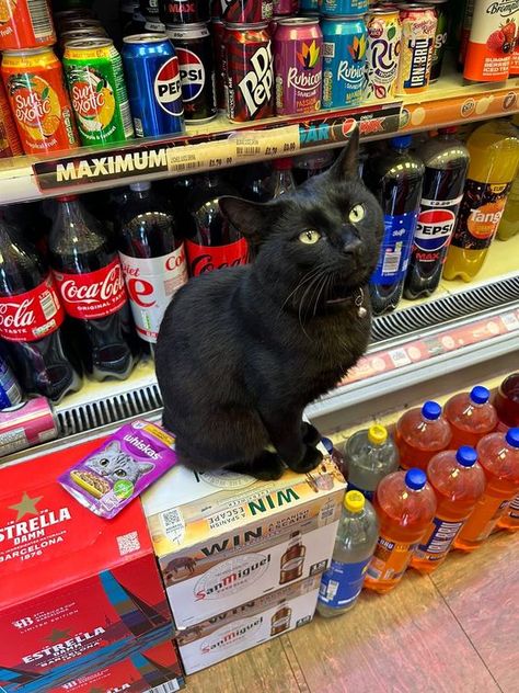 Bodega Cat, Scared Cat, Corner Store, Cat 2, Cute Cats And Dogs, Kitty Cats, Silly Cats, Black Cats, Christmas Animals