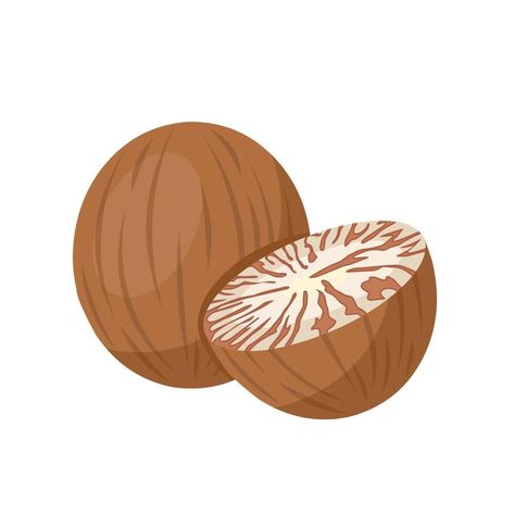 Areca Catechu, Areca Nut, Betel Nut, Scientific Name, Vector Art, White Background, Vector Free, Vector Illustration, Royalty