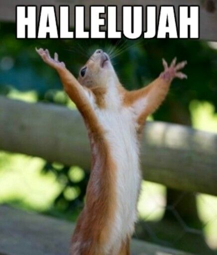 Hallelujah squirrel! Bon Week End Image, Happy Squirrel, Real Estate Humor, A Squirrel, Haiwan Peliharaan, New Jersey Devils, 웃긴 사진, Funny Animal Memes, Amazing Animals