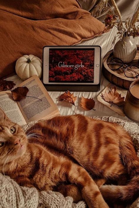 Halloween Cat Halloween Home Decor Ideas, Fall Cats, Fall Background, Silly Cats Pictures, Ghost Cat, Fall Inspo, Halloween Home, Fall Pictures, Cat Aesthetic