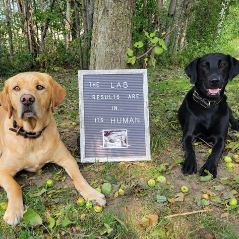 Our Labs were the stars of the show for our baby announcement Our Baby, Baby Announcement, Lab, Stars, Pins