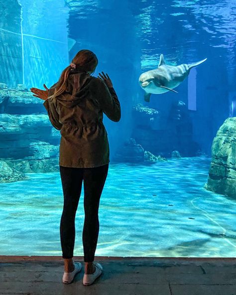 It may be home to a famous movie star dolphin, but you won’t find much in the way of showmanship at Clearwater Marine Aquarium (CMA). Instead, there’s a focus on rescuing and rehabilitating marine animals. Marine Rescue, Clearwater Marine Aquarium, Busch Gardens Tampa, Marine Aquarium, Busch Gardens, The Aquarium, Famous Movies, Animal Care, Marine Animals