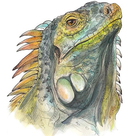 Iguana Watercolor, Marine Iguana Drawing, Wildlife Illustration Animals, Iguana Painting, Iguana Sketch, Iguana Illustration, Reptile Drawings, Iguana Drawing, Animal Study