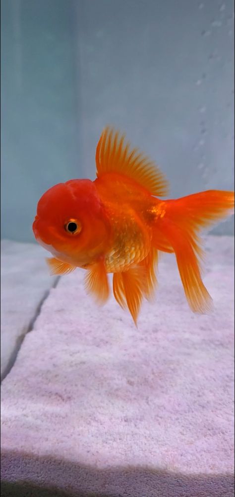 Red Oranda Goldfish, Fancy Goldfish Drawing, Golden Fish Aesthetic, Chunky Goldfish, Oranda Goldfish Tank, Gold Fish Aesthetic, Fancy Goldfish Tank, Aesthetic Goldfish, Fat Goldfish