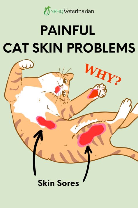 Take 3 minutes to click through and read about this strange but common cat skin problem. It causes long lasting painful sores. But it is treatable and you can even decrease the chance of recurrence with home remedies. Cat health tips from a veterinarian. Cat Skin Problems, Cat Health Problems, Signs Of Inflammation, Skin Bumps, Cat Skin, Dry Skin Remedies, Scaly Skin, Inflammation Causes, Skin Natural Remedies