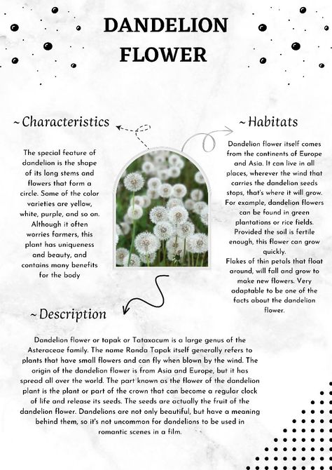 Dandelion Meaning, Flowers Language, November Flower, Dandelion Art, About Plants, Journal Diy, Creative Writing Tips, Dandelion Wish, Dandelion Seed