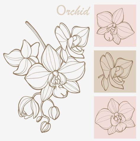 Orchid Illustration Vector, How To Draw Orchids, Orchid Line Art, Orchid Art Painting, Orchid Drawing Simple, Orchid Line Drawing, Exotic Flowers Drawing, Orchid Outline, Orchid Flower Drawing