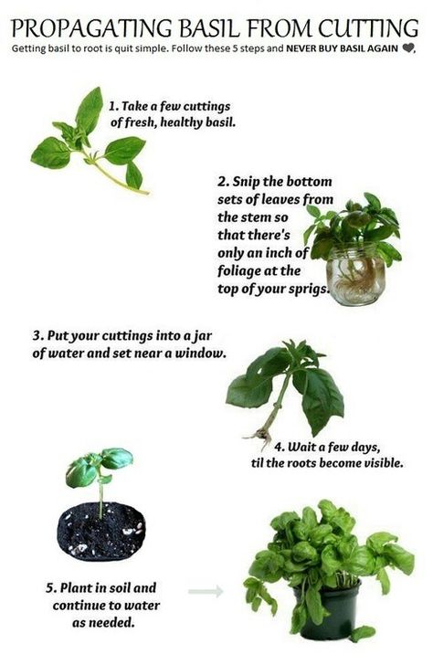 grow basil from clippings. Make sure you keep pinching off the flower heads so that the plant will keep throwing out new leaves all season Propagate Basil, Edible Gardening, Growing Basil, Garden Herbs, Basil Plant, Herb Gardening, Garden Stepping Stones, Gardening 101, Have Inspiration