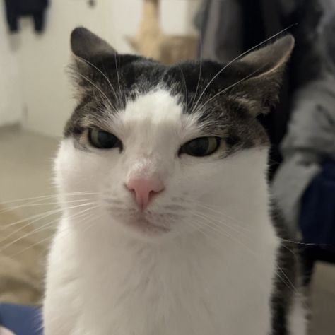 the face of a charming being that commited theft (of hearts) | Crunchy Cat | TikTok Omg Cat Face, Cat Up Close To Camera, Cat Giving Heart, Mischevious Cat, Cat Looking Up, Meme Cats Funny Faces, Cat Cheeks, Cat Meme Faces, Cat Funny Face