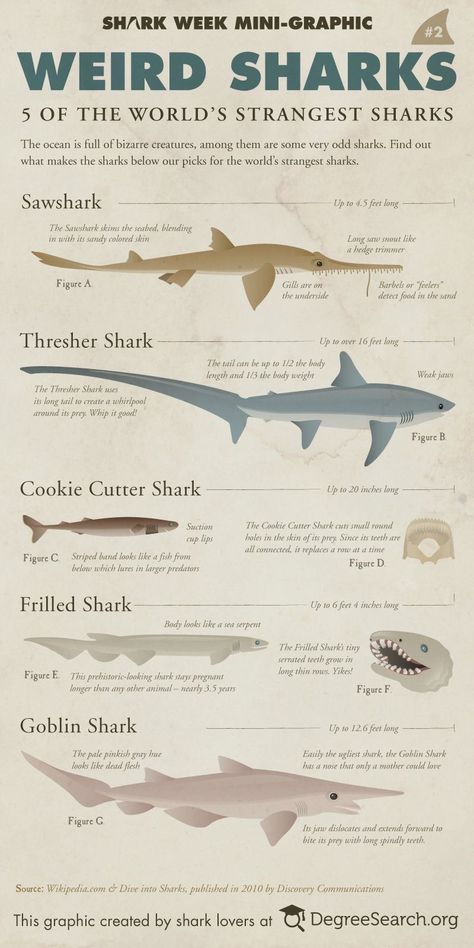 Weird Sharks, Different Types Of Sharks, Oceanography Marine Biology, Shark Species, Thresher Shark, Jump Training, Types Of Sharks, Shark Facts, Vertical Jump