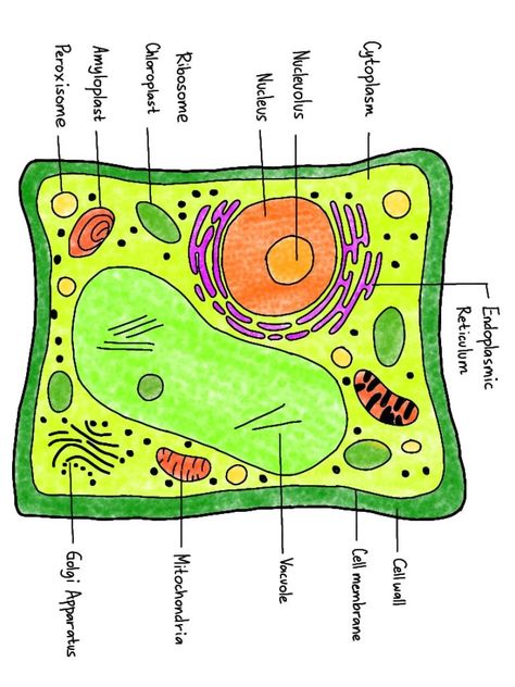 Illustration of a plant cell showing its key organelles. Organelle Cell Project, Cell Organelles Drawing, Plant Cell Diagram Labeled, Plant Cell Tattoo, Plant Cell Sketch, Plant Cell And Animal Cell Drawing, Plant Cell Poster Board Project, Plant Cell Drawing With Label, Plant Cell Diagram Drawing