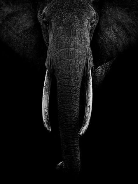 Queen Of The Mara, Matriarch Elephant Drawing Elephant, Bull Elephant, World Elephant Day, Elephant Photography, Elephant Wallpaper, Herd Of Elephants, Elephant Home Decor, Elephants Photos, Elephant Drawing