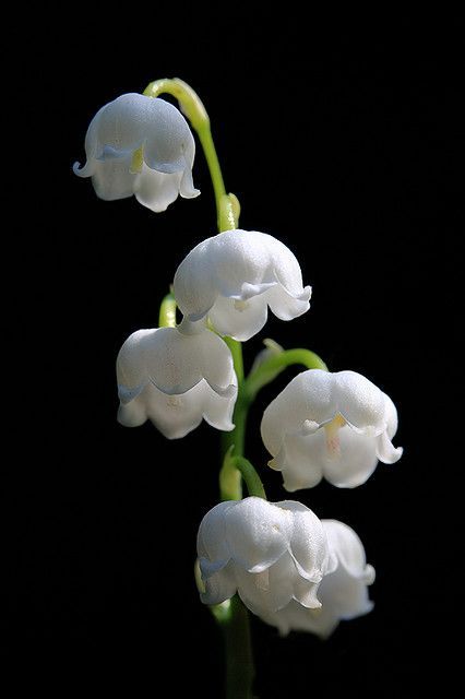 Lily Of The Valley Bouquet, Valley Of Flowers, Lily Of The Valley Flowers, Valley Flowers, Love Lily, May Flowers, Birth Flowers, Lily Of The Valley, Amazing Flowers