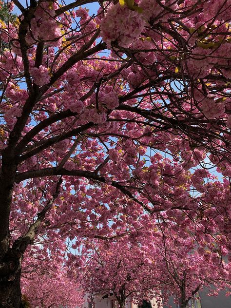 Pink Blossom Aesthetic, Pink Cherry Blossom Aesthetic, Cherry Tree Aesthetic, Pink Cherry Blossom Wallpaper, Sakura Tree Aesthetic, Cherry Blossom Tree Aesthetic, Cherry Blossom City, Blossom Tree Aesthetic, Cherry Blossom Plant