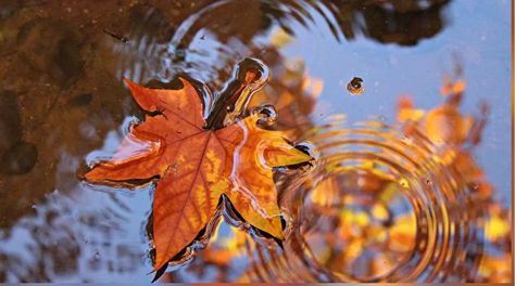 Rain Painting, Autumn Rain, Water Reflections, Sound Of Rain, Autumn Painting, Relaxing Music, Nature Pictures, Art Classes, Free Photos