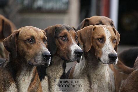 Old English Hound Portraits, via Flickr.    www.Hurworth-Photos.co.uk Fox Hounds, Pheasant Shooting, Hunting Wallpaper, Coon Hunting, Countryside Photos, Lovers Tattoo, Fox Hound, English Foxhound, English Dogs