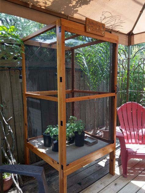 DIY butterfly habitat Diy Butterfly Habitat, Butterfly House Diy, Moth Raising, Moth Habitat, Diy Butterfly House, Butterfly Enclosure, Butterfly Hatching, Raising Monarch Butterflies, Butterfly Cage