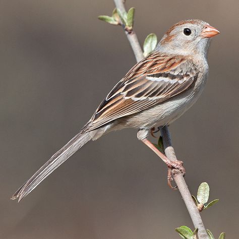 Field Sparrow In the last week Field Sparrows have returned to the Prairie Garden Trust (PGT). We saw several of them on our walk yesterday. Despite the name, this is not one of the sparrows inhabiting open fields of grass; it prefers brushy places, overgrown meadows with many bushes. Sparrow Photography, Sparrow Art, Vogel Tattoo, Prairie Garden, Song Birds, World Birds, Bird Photos, Spring Birds, Life List