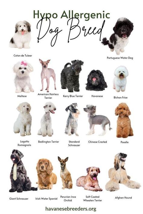 List of Hypoallergenic Dogs Cute Dogs That Stay Small, Hypo Allergenic Dogs Small, Big Hypoallergenic Dogs, Dog Breeds Cute, Hyper Allergenic Dogs Breeds, Cute Hypoallergenic Dogs, Smart Dog Breeds, Best Dog Breeds For First Time Owners, Hypo Allergenic Dogs