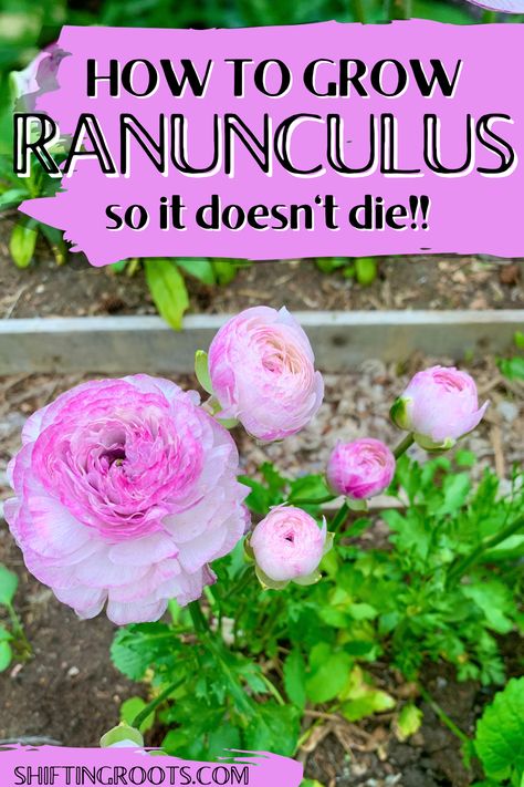 Pink and white ranunculus flowers growing in a raised bed. Ranunculus Garden Bed, Ranculus Flowers Care, Raniculous Flower, Rinoculous Flowers, Growing Ranunculus Flowers, Ranaculus Flower, Runuculous Flower, Ranunculus Growing, Growing Ranunculus