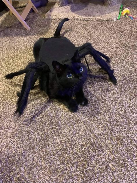 Cat Costume Ideas, Diy Halloween Cat, Black Cat Outfit, Halloween Cat Costume, Cute Cat Pics, Black Cat Halloween Costume, Pet Outfits, Cat Outfits, Black Cat Costumes