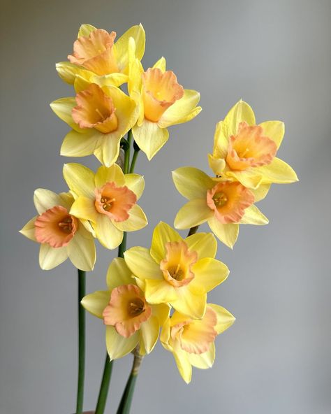 Erica & Nick Santoro | This daffodil smells like heaven.. I had to take a quick photo of them. Trying to take today off before a busy week ahead (clearly doing… | Instagram Daffodil Flower Aesthetic, Flower Reference Photo, Daffodil Photo, Orange Daffodils, Pink Daffodils, Daffodil Photography, Lunar Flowers, Sketching References, Flower Reference