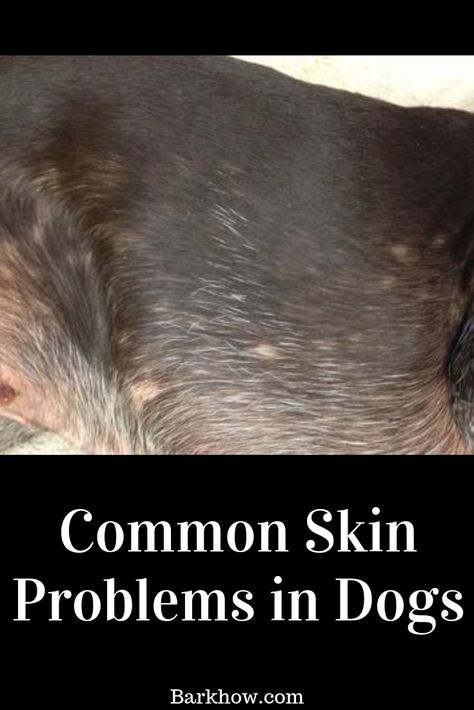 How to Deal with Common Skin Problems in Dogs. How to Reduce Your Pet’s Risk of Developing Skin Conditions. Dog Rash, Itchy Dog Skin, Dog Skin Allergies, Dog Hot Spots, Dog Skin Problem, Dog Skin Care, Cats Face, Itchy Dog, Short Haired Dogs