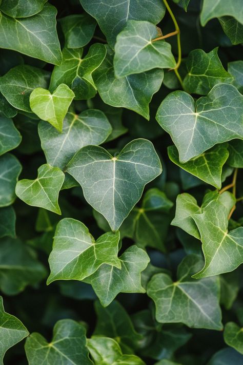 English Ivy (Hedera helix) is a classic and versatile addition to any home! 🌿🏡 With its trailing vines and lush green leaves, this plant is a delightful blend of timeless beauty and adaptability. Quick to thrive in various light conditions and bursting with air-purifying benefits, English Ivy is perfect for adding a touch of elegance to your indoor space. 🌱✨ #EnglishIvy #HederaHelix #IndoorPlants #EasyCare #AirPurifying #GreenHome #PlantLover Hedera Ivy, Hedera Helix Ivy, Ivy Tree, Plant Vegetables, Hedera Helix, Aesthetic House, Ivy Vine, List Of Flowers, English Ivy