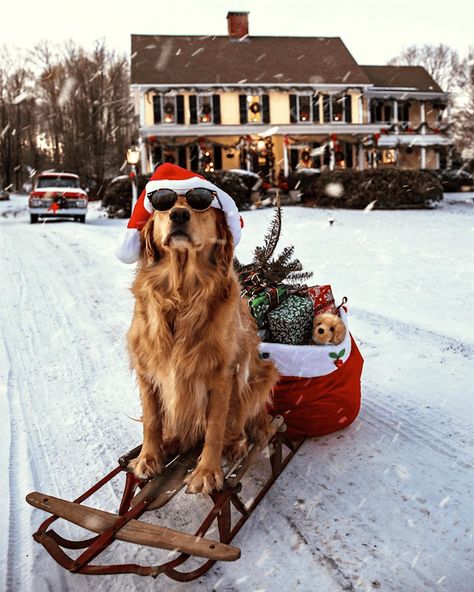 Dog Christmas Pictures, Golden Retriever Christmas, Psy I Szczenięta, Preppy Christmas, Dog Photoshoot, Cute Christmas Wallpaper, Cosy Christmas, Santa Paws, A Golden Retriever