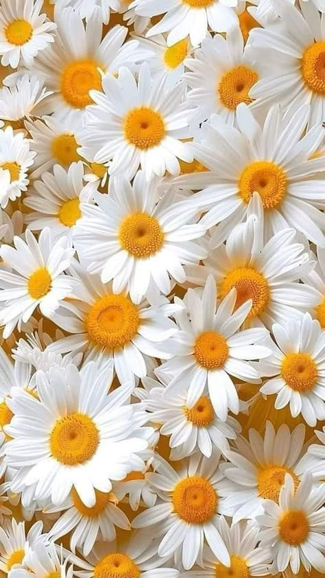 Arte Do Mickey Mouse, Daisy Wallpaper, Wallpaper Android, Wallpaper Nature Flowers, Tapeta Pro Iphone, Images Esthétiques, Foto Art, Flower Phone Wallpaper, Beautiful Flowers Pictures