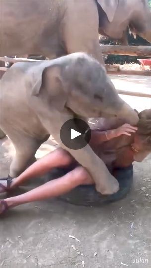 Elephant Video, Elephant Funny, Elephant Gif, Funny Elephant, Animal Videos, Adorable Baby, Baby Elephant, This Guy, Animal Gifs