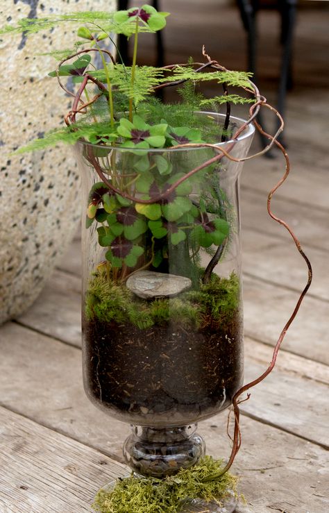 plante d'intérieur : Terrarium Aqua Plants, Terrarium Art, Terrariums Diy, Unique Terrarium, Terrarium Garden, Terrarium Ideas, Moss Terrarium, Moss Garden, Terrarium Diy