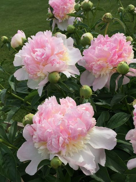 #flowers #peonies #aesthetic Makayla Core, Peonies Aesthetic, Cute Pink Flowers, Pretty Flowers Pictures, Flowers Peonies, Floral Tattoo Sleeve, Flowers Blooming, Nothing But Flowers, Flower Therapy