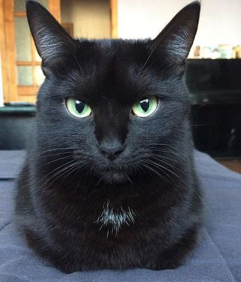 65 Names for Black Cats with Green Eyes Black Cat Green Eyes, Black Cat Pictures, Black Cat Breeds, Cat With Green Eyes, Black Cat Aesthetic, Black Cat Tattoos, Chat Halloween, A Black Cat, Cute Black Cats