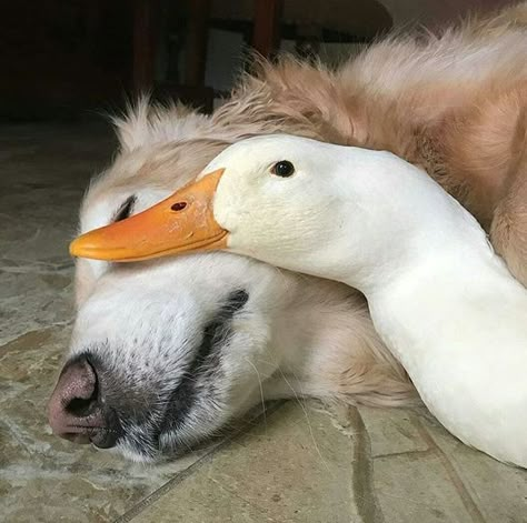 Unlikely Animal Friends, Regnul Animal, Psy I Szczenięta, Animals Friendship, Unusual Animals, A Duck, Baby Animals Funny, Cute Animal Photos, Cute Animal Pictures