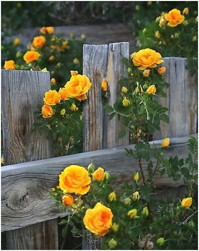 Yellow Climbing Rose, Tanaman Indoor, Rose Belle, Have Inspiration, Colorful Roses, David Austin, Wooden Fence, Climbing Roses, Vegetable Gardening