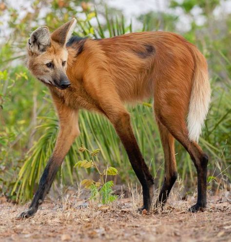 May 29, 2020 - The Maned Wolf (Chrysocyon brachyurus) is a species of canid native to South America. Its markings resemble those of foxes, but it is neither a fox nor a wolf. It is the only species in the genus Chrysocyon (meaning "golden dog"). It is the largest canid in South America, with a weight between... Maned Wolf, South America, A Small, Trees, Animals, Black