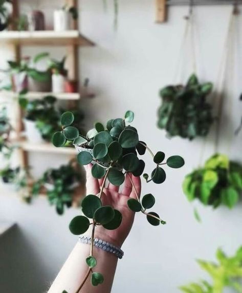 Peperomia Plants For Small Spaces, Peperomia Hope, Art Floral Japonais, Low Maintenance Indoor Plants, Fleurs Diy, Chinese Money Plant, Tiny Plants, Decoration Plante, Garden Types