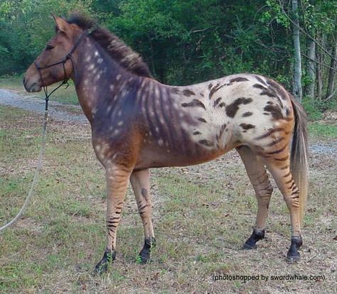 There are zebraloosas (zebra x Appaloosa), sorry, this one is Photoshopped, though the pattern combines a real zebra hybrid with the blanket hip and snowflake (forehand) patterns of an Appaloosa. Unusual Horse, Horse Markings, Rare Horses, Most Beautiful Horses, Appaloosa Horses, Unusual Animals, Rare Animals, Pretty Animals, Appaloosa