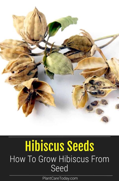 Hibiscus Seeds: How To Grow Hibiscus From Seed Hibiscus Seeds How To Grow, How To Grow Hibiscus Plant, Hibiscus Planter Ideas, How To Grow Hibiscus From Seed, Hibiscus Propagation, When To Prune Hibiscus Plants, Hibiscus Seed Pods, Hibiscus Plant Care Winter, Caring For Hibiscus Plants