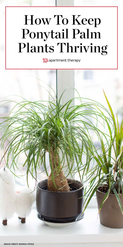 Ponytail Plant Care Houseplant, Green And White Leaf Plant, Palm Tree House Plant, Cat Palm Care, Palm Tree Plants Indoor, Ponytail Palm Indoor, Ponytail Plant Care, Ponytail Palm Care Indoor, Palm Tree Landscaping