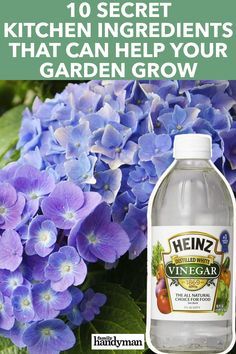 Hydrangea Fertilizer, Diy Hydrangea, Miracle Grow, Growing Peonies, Acid Loving Plants, Growing Hydrangeas, Gardening 101, Garden Bulbs, Distilled White Vinegar