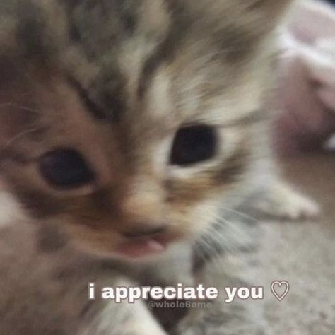 i appreciate you wholesome memes cat memes reaction memes I Appreciate You Reaction Pic, Simp Reaction Memes, Cute Reaction Pics, Cats Holding Hands, 2000s Scene, Cats Food, Cat Hug, Ninja Cats, Reaction Images