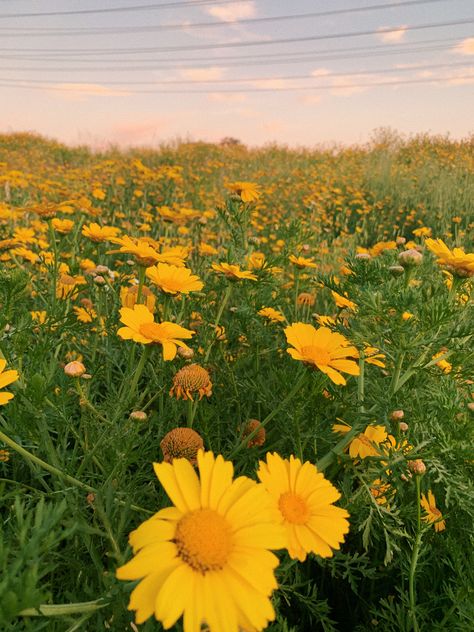 #flowers #yellow #flowerfield #aesthetic #softaesthetic Field Of Yellow Flowers Aesthetic, Flower Field Yellow, Yellow Flower Field Aesthetic, Yellow Field Aesthetic, Yellow Flowers Aesthetic, Cottagecore Background, Fields Flowers, Yellow Flower Field, Field Of Yellow Flowers