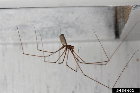 Cellar spiders (Family Pholcidae) are also called daddy longlegs and vibrating spiders. Look around your basement and you'll probably find one. Learn the habits and traits of cellar spiders. Cellar Spider, Spider Fact, Spy Drone, House Spider, North Carolina Coast, Attracting Beneficial Insects, Creepy Crawlies, Let's Have Fun, Australian Animals