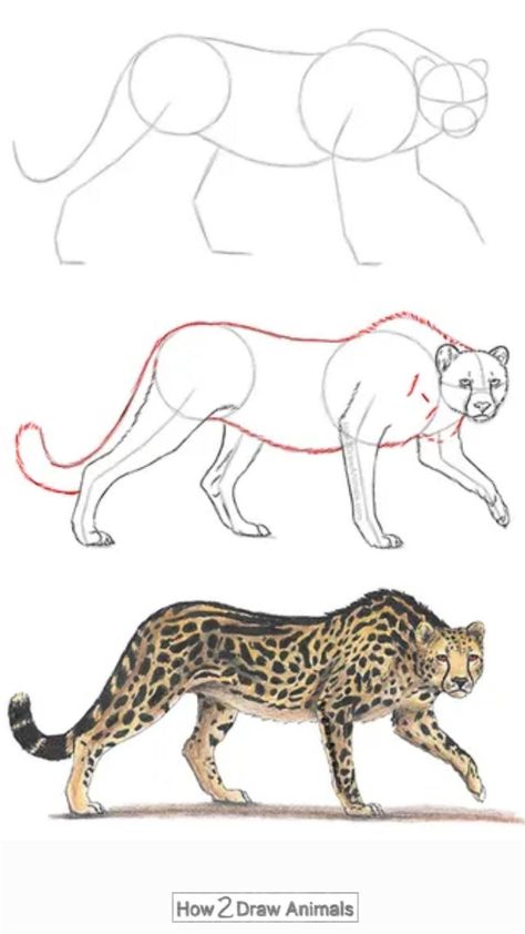 Animal Sketches Step By Step, Leopard Drawing Sketch, Animal Drawings Sketches Step By Step, Tiger Drawing Reference, Animal Drawing Step By Step, Desenhos Fáceis A Lapis, Animal Sketches Easy, Cheetah Drawing, Cats Art Drawing